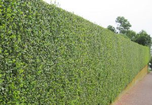 hedge-cutting-maintenance-tottenham